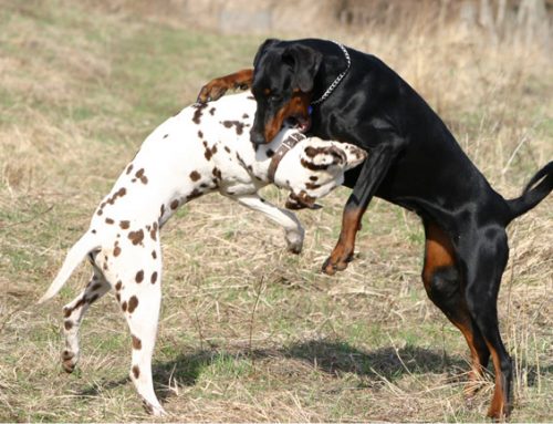 Dober pes in slab pes, odlomek iz knjige Pot domov